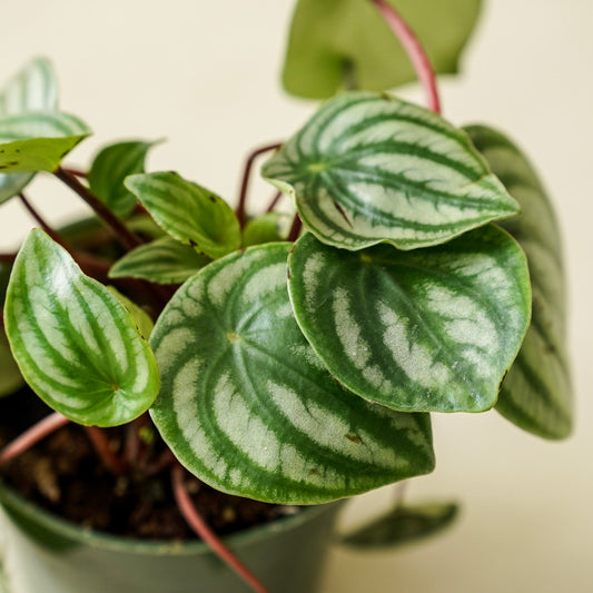 Peperomia ‘Watermelon’ | Large