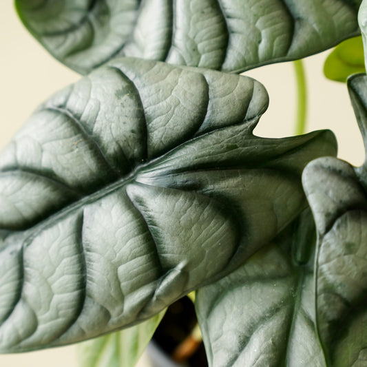 Alocasia Silver Dragon