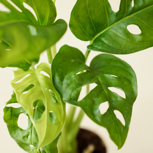 Monstera Adansonii "Swiss Cheese"