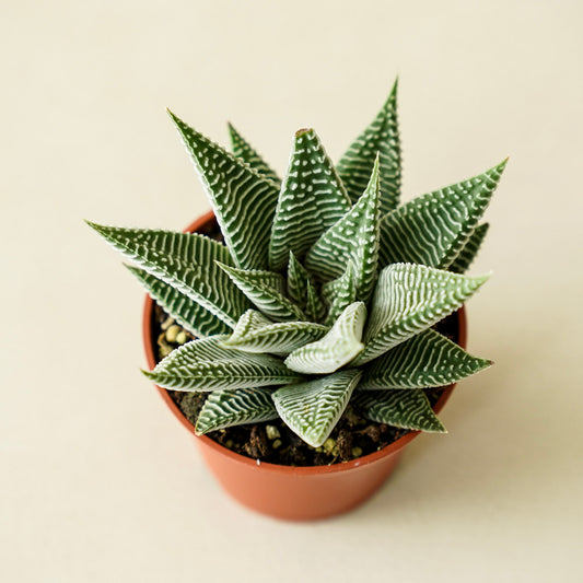 Succulent Haworthia Miami