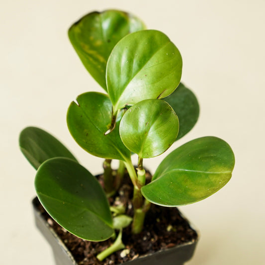 Peperomia Thailand | Small