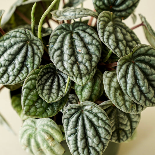 Peperomia Burbella
