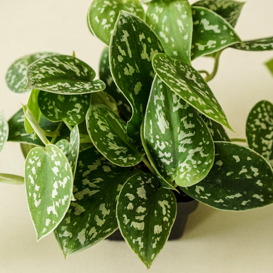 Pothos Satin | Small