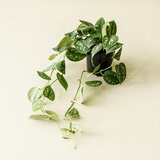 Pothos Satin | Medium