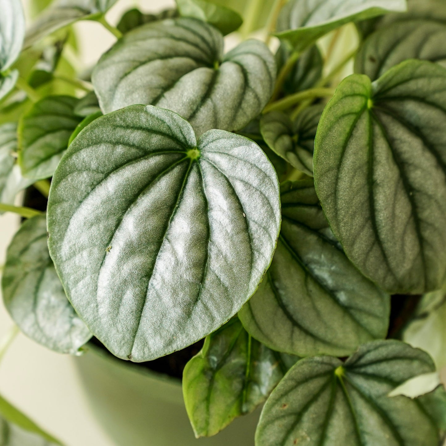 Peperomia Frost