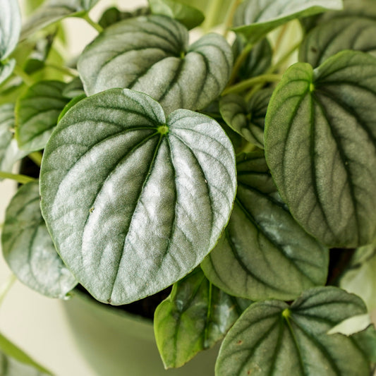 Peperomia Frost