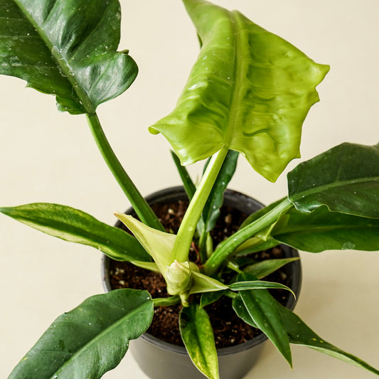 Philodendron ‘Jungle Boogie’