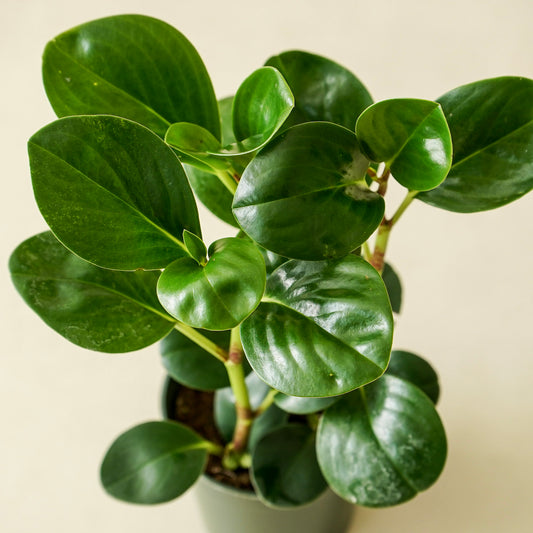 Peperomia Thailand | Medium