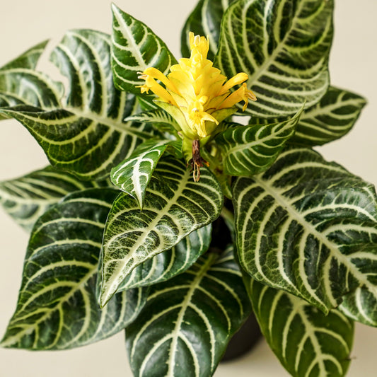 Zebra 'Aphelandra'