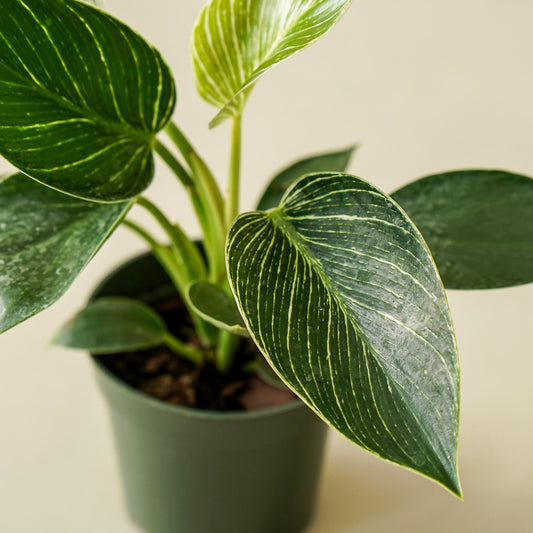 Philodendron Birkin