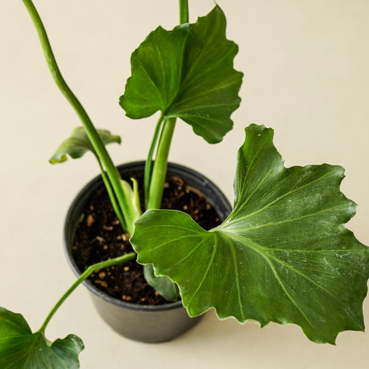 Philodendron Little Hope