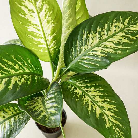 Dieffenbachia Tropic Snow