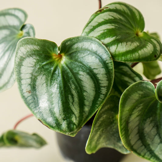 Peperomia ‘Watermelon’ | Small