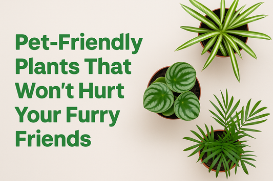 🌿 Pet-Friendly Plants That Won’t Hurt Your Furry Friends