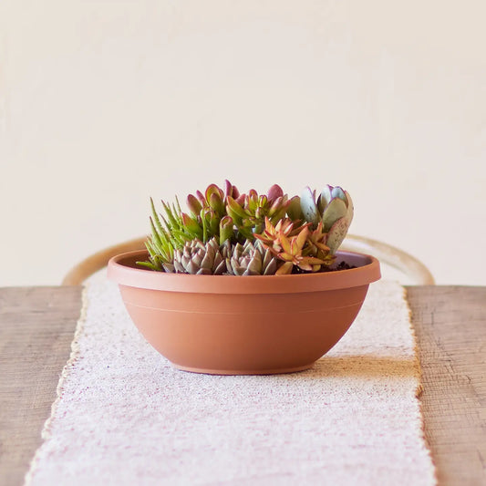 14" Terra Bowl Planter | Indoor & Outdoor