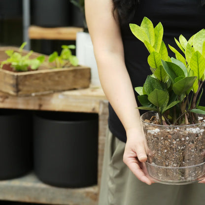 Plant Parent Chunky Houseplant Blend