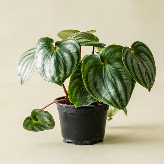 Peperomia ‘Watermelon’ | Small