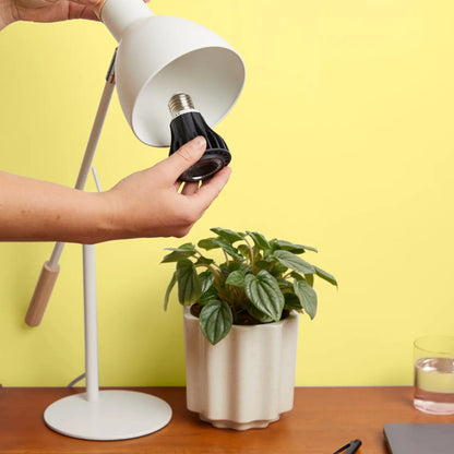 Instant Sun Grow Bulb