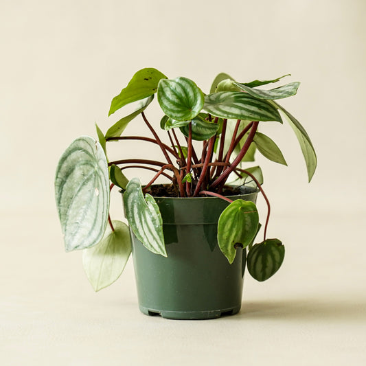 Peperomia ‘Watermelon’ | Large