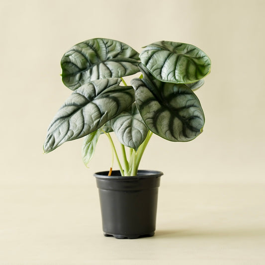 Alocasia Silver Dragon