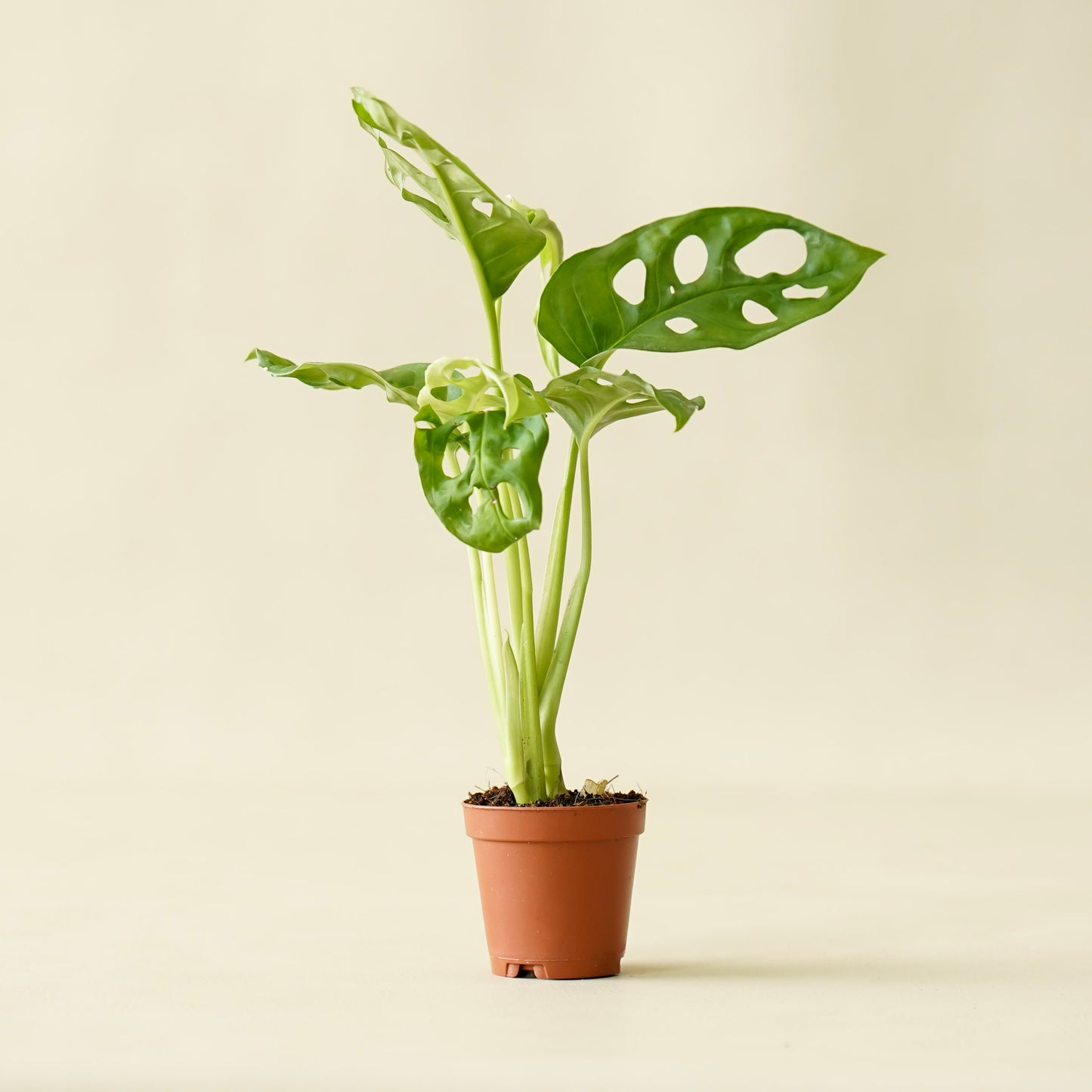 Monstera Adansonii "Swiss Cheese"