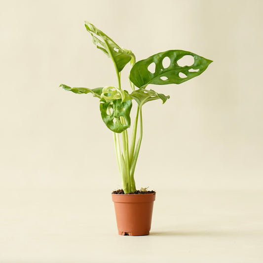 Monstera Adansonii "Swiss Cheese"