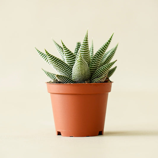 Succulent Haworthia Miami