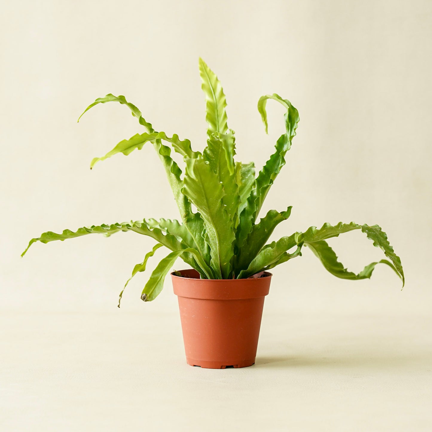 Fern Victoria