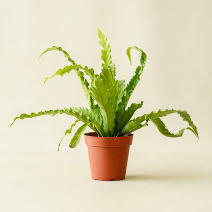 Fern Victoria