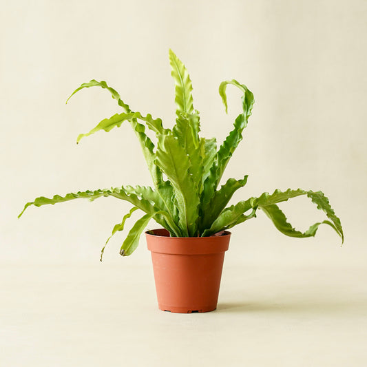 Fern Victoria