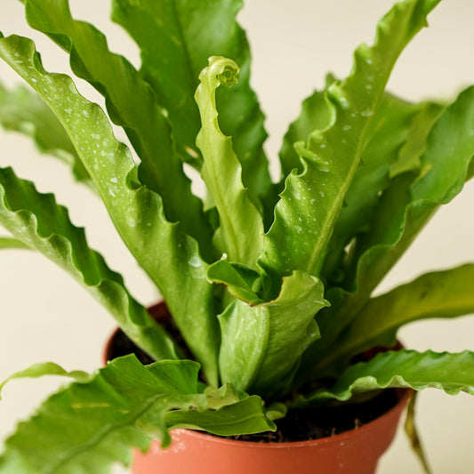 Fern Victoria