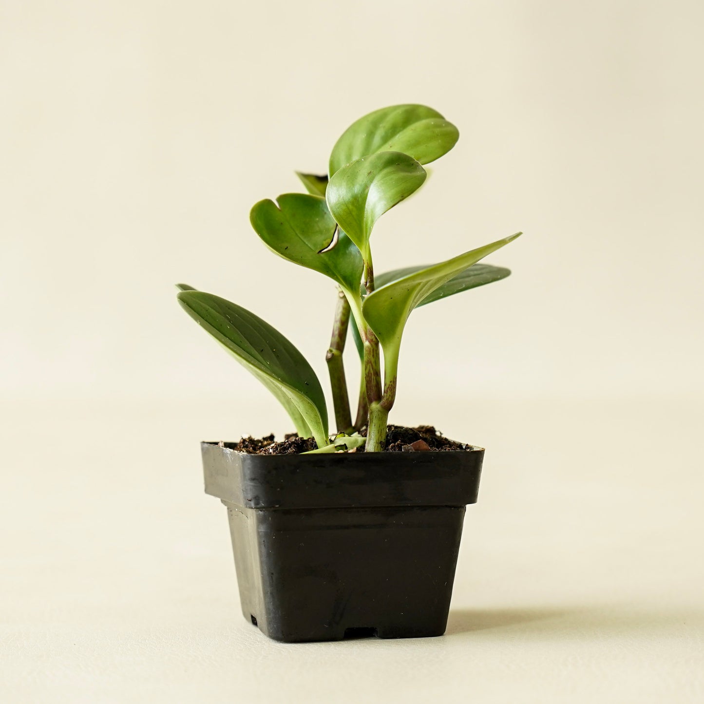 Peperomia Thailand | Small