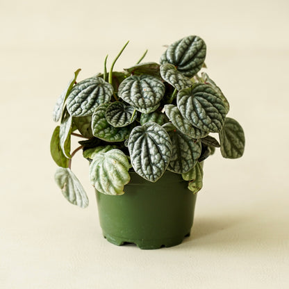Peperomia Burbella