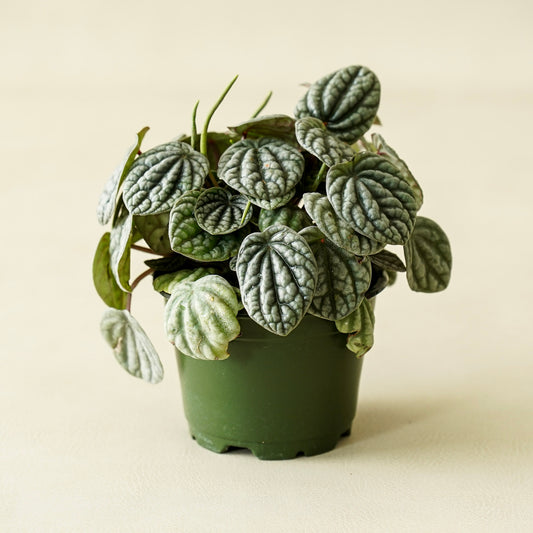Peperomia Burbella