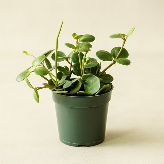 Peperomia 'Hope'