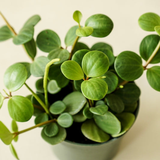 Peperomia 'Hope'
