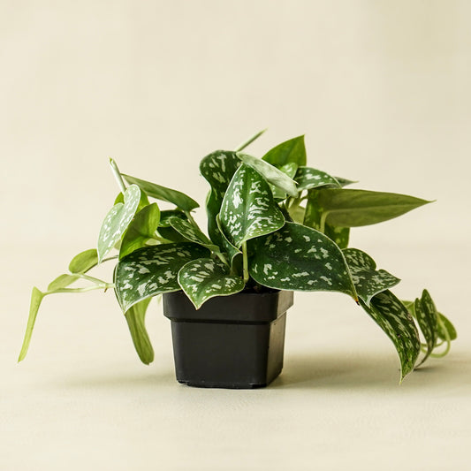 Pothos Satin | Small