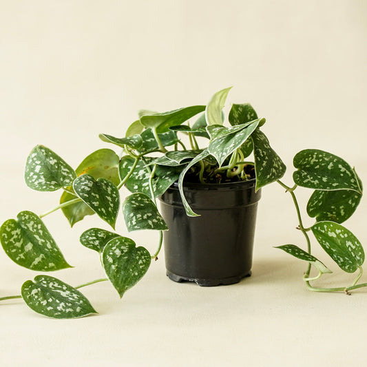 Pothos Satin | Medium