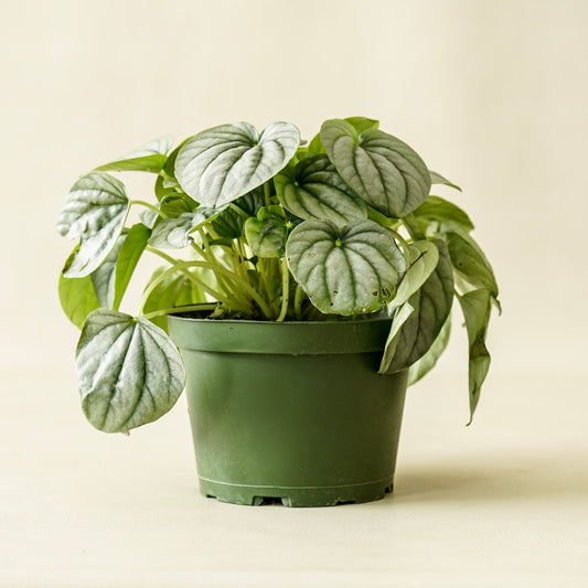 Peperomia Frost