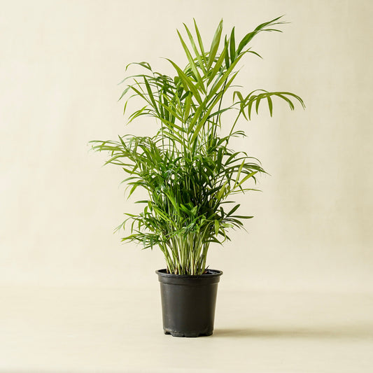 Palm Parlor