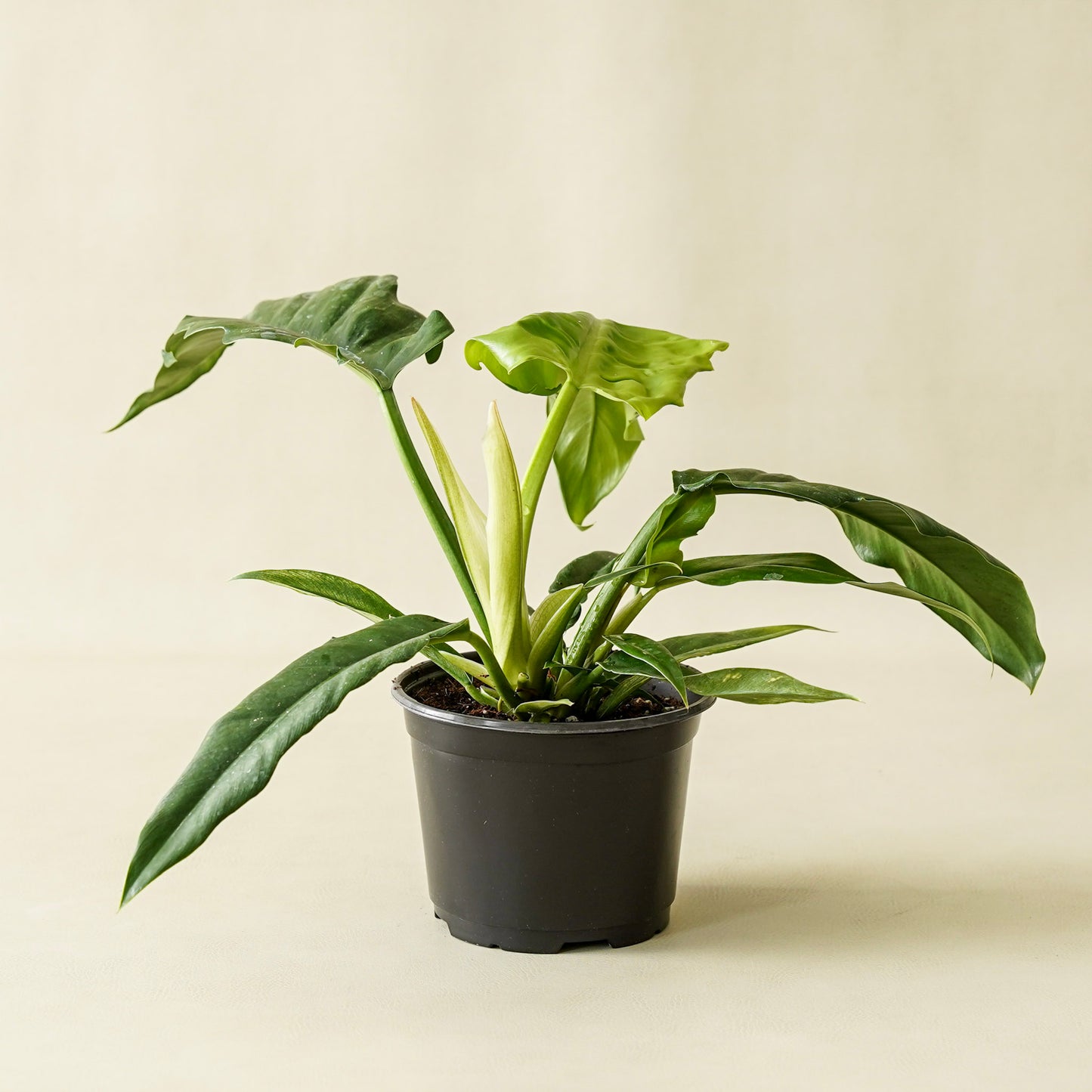 Philodendron ‘Jungle Boogie’