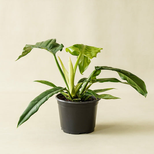 Philodendron ‘Jungle Boogie’