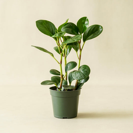 Peperomia Thailand | Medium