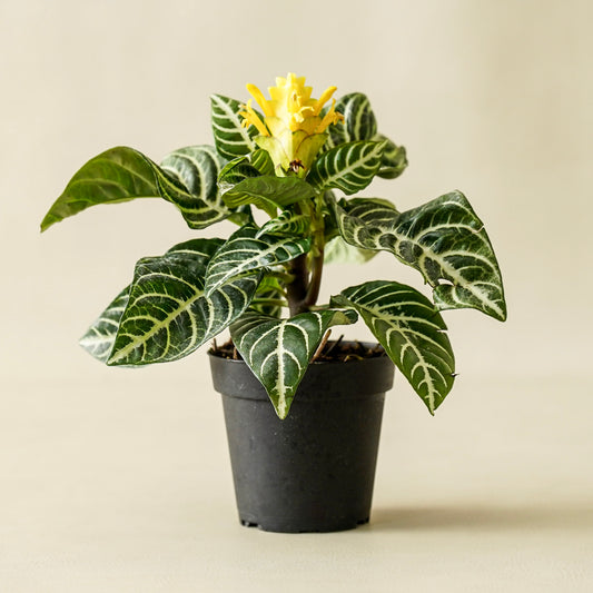 Zebra 'Aphelandra'