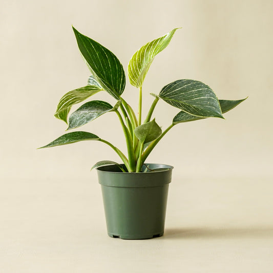 Philodendron Birkin