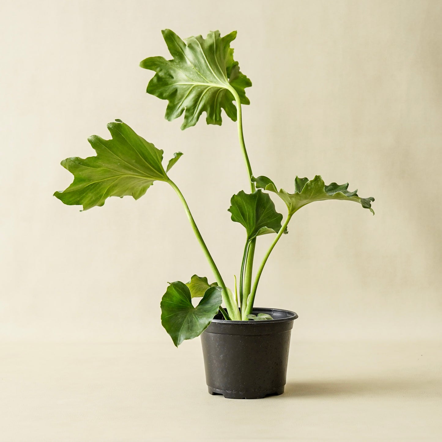 Philodendron Little Hope