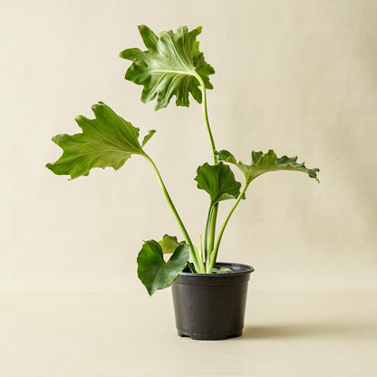 Philodendron Little Hope