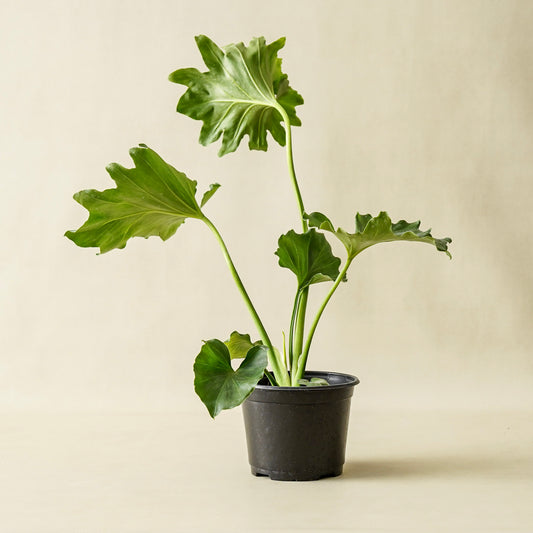 Philodendron Little Hope