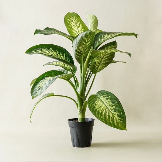 Dieffenbachia Tropic Snow