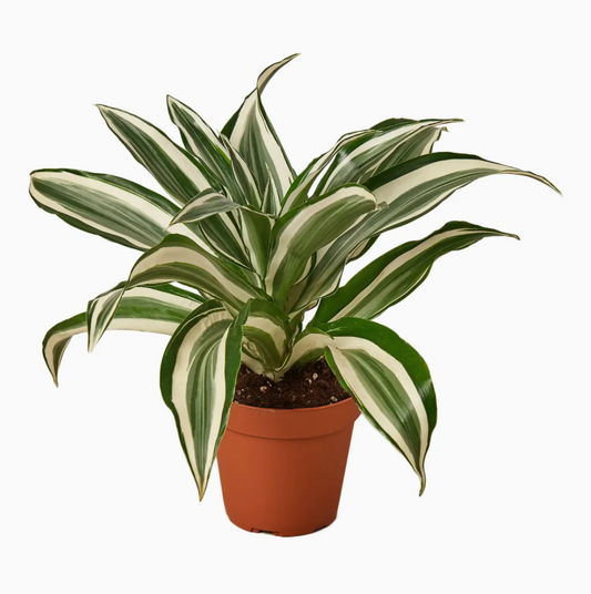 Dracaena Warneckii 'White Jewel'